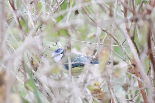 Eurasian Blue Tit