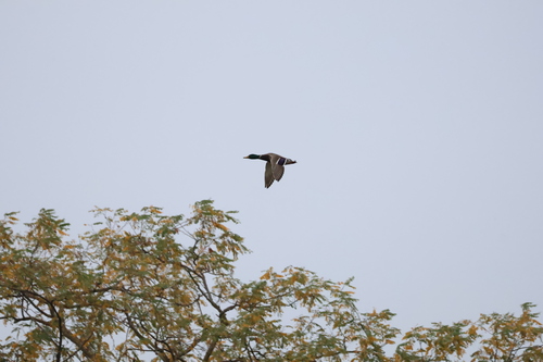 Mallard