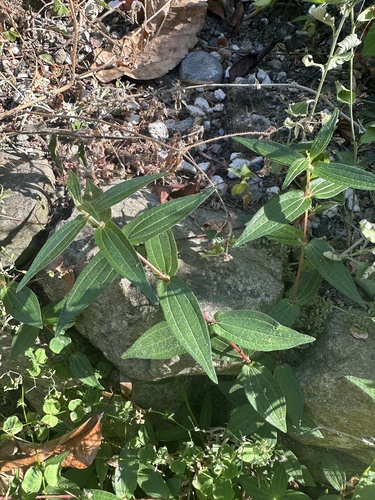 Gonostegia triandra observed 2026-10-10