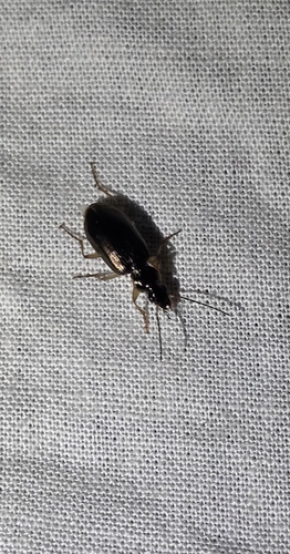 Notagonum, 2026-10-10