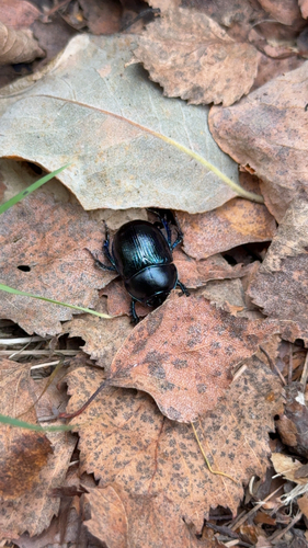 Woodland Dor Beetle