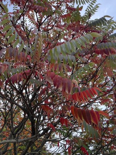 staghorn sumac