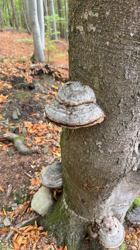 Hoof Fungus