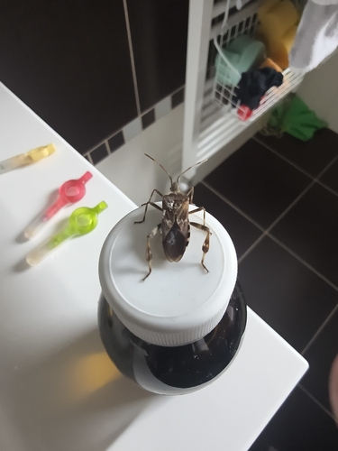 Western Conifer Seed Bug
