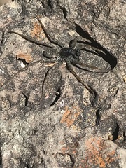 Pardosa valens