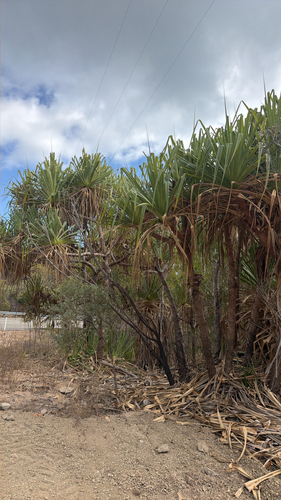 Pandanus cookii observed 2026-10-10