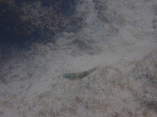 Halichoeres nebulosus observed 2026-10-10