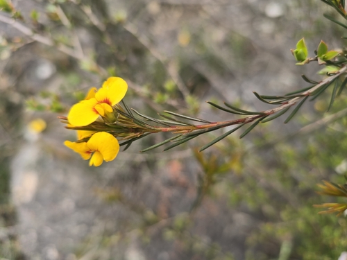 Dillwynia oreodoxa observed 2026-10-10