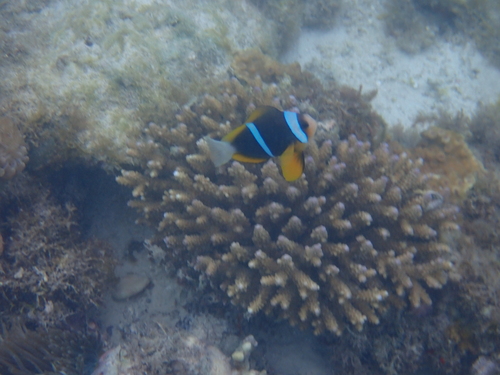 Amphiprion allardi observed 2026-10-10