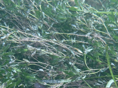 Sea Nymph