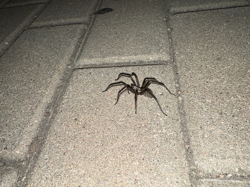 Giant House Spider