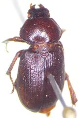 Platyceroides keeni