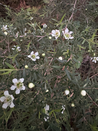 Leptospermum polygalifolium observed 2026-10-10