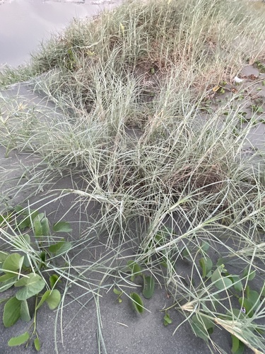 Spinifex littoreus observed 2026-10-10