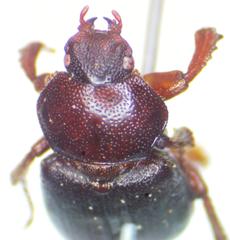 Platyceroides keeni