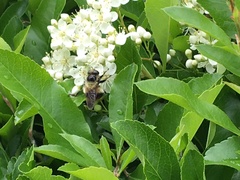 Volucella bombylans