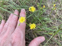 Crepis zacintha