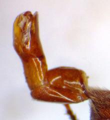 Platyceroides keeni