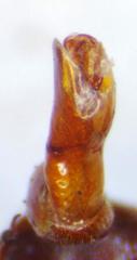 Platyceroides keeni