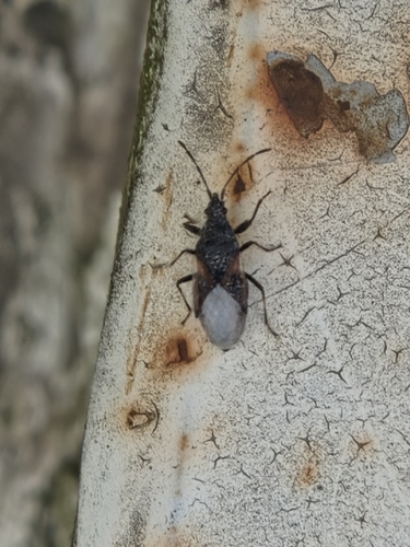 Lime seed bug