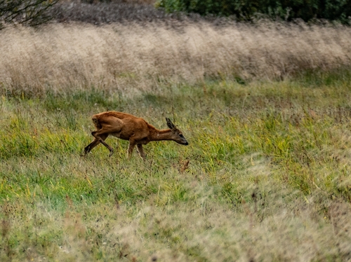 Western Roe Deer