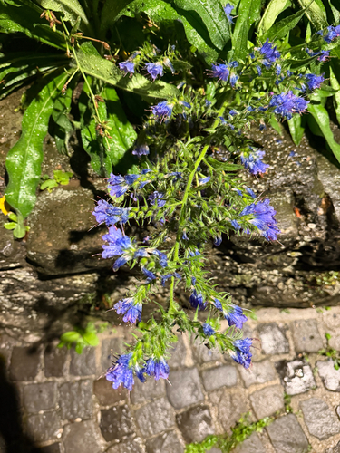 viper's-bugloss