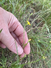 Crepis zacintha
