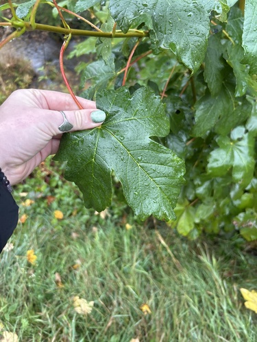 sycamore maple
