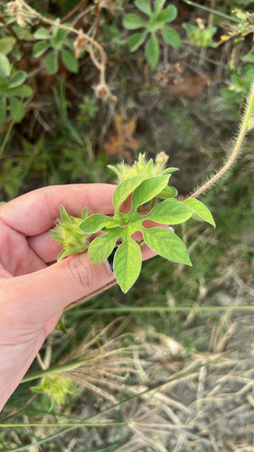 Ipomoea pes-tigridis observed 2026-10-10
