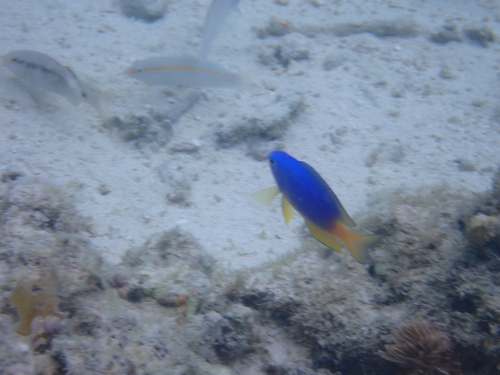 Pomacentrus caeruleus observed 2026-10-10