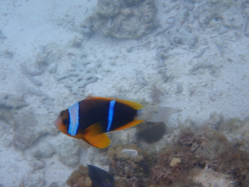 Amphiprion allardi observed 2026-10-10