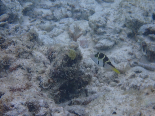 Paraluteres prionurus observed 2026-10-10
