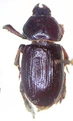 Platyceroides keeni