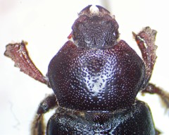 Platyceroides keeni