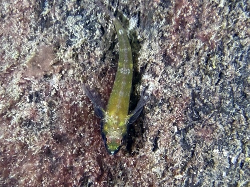 Blackthroat Threefin
