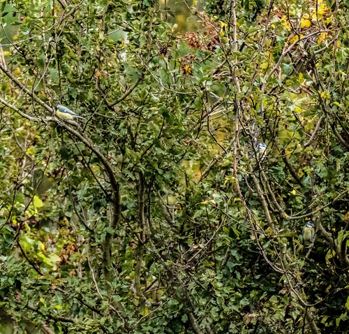 Eurasian Blue Tit