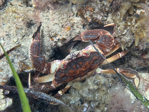 rough rock crab