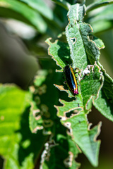 Agrilus furcillatus