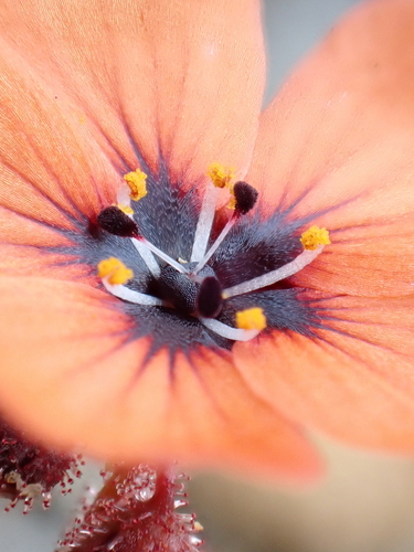 Drosera platystigma (Drosera platystigma)