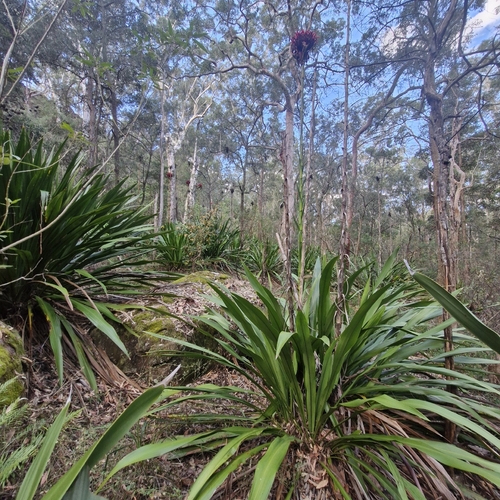 Gymea lily (Doryanthes excelsa)