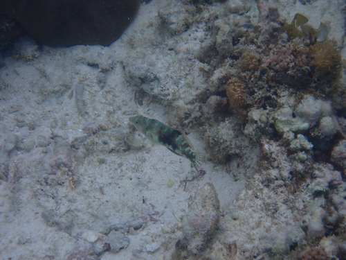 Halichoeres nebulosus observed 2026-10-10