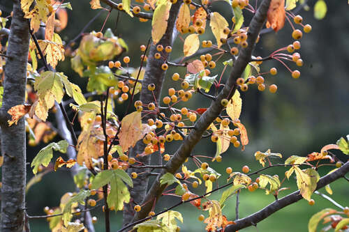 Toringo Crabapple