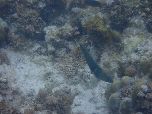 Thalassoma hebraicum observed 2026-10-10