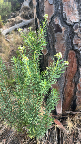 Flax-leaved Daphne
