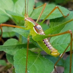 Obolopteryx catinata
