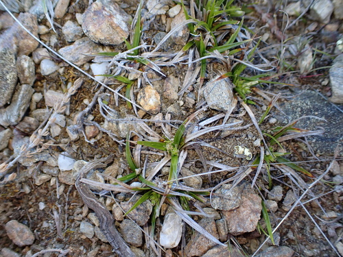 Carex breviculmis observed 2026-10-04