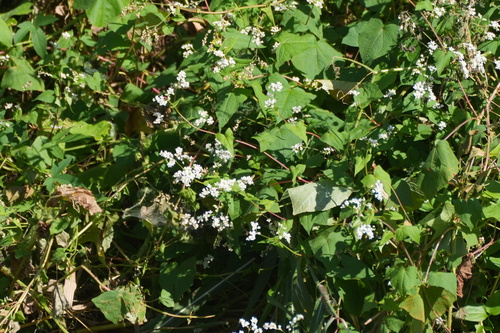 Fagopyrum cymosum, 2026-10-10