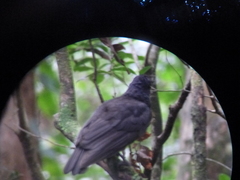 Cephalopterus glabricollis