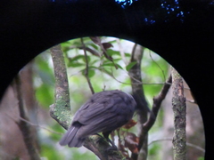 Cephalopterus glabricollis