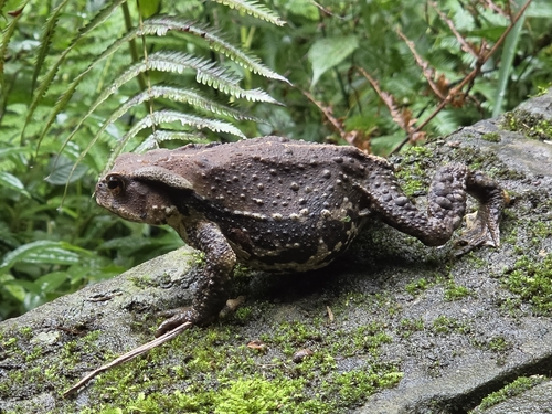 Asiatic Toad